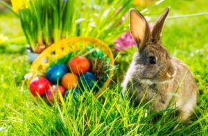 Photo of bunny with basket of eggs